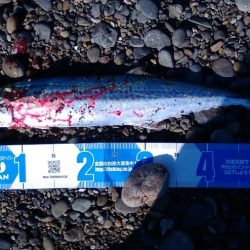 今年3回目にしてやっとボウズ逃れ！